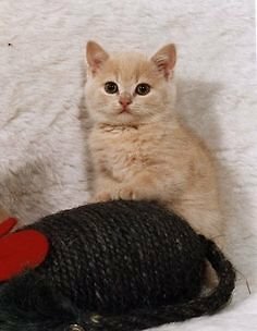 Beautiful Cream Male British Shorthair Kitten In Broadheath