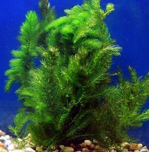 3 Pack Hornwort Bundle Live Aquarium Plants