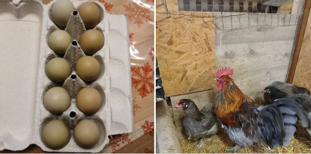 10 Bruteier HÃ¼Hner, Olivleger, Natoleger, Gute Befruchtung....