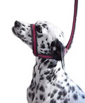 waggin-it