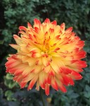 fenflower