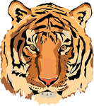 6tigerstar3