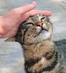 friendlycat2