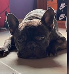 Avatar de usuario