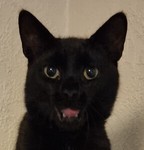 katz.katz