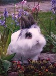 bunnylady33