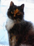 toffeecat