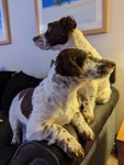 fionasbitsandbobs