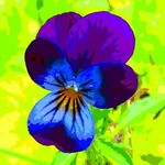 9thviolet