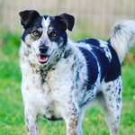 babworthanimalrescuekennels