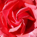 anenglishrose