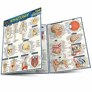 Anatomy Quizzer: a QuickStudy - Wall Chart, by Perez Vincent - Very Good