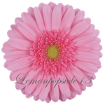 lemonpopsicle13