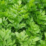 lovage_garden