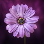 purplebegonia 的用户个人档案
