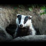 ginger_badger