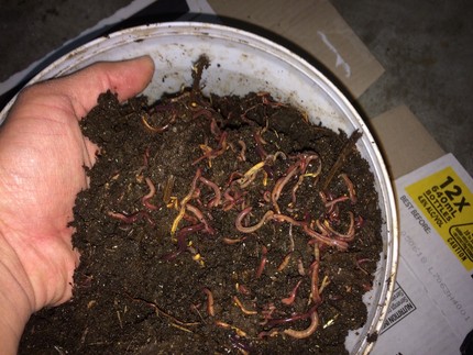 Reln Worm Factory Instruction Manual