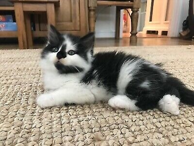 Kittens For Sale In Camberwell London Gumtree