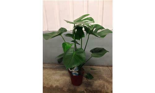 Halbschatten-Pflanzen, Sämereien & Blumenzwiebeln für Torf-Boden