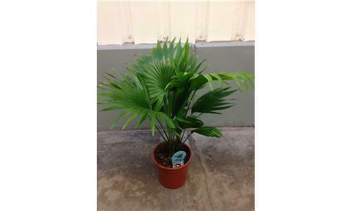 Terriccio Per Piante Acidofile - Foto 10