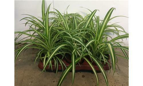 Chlorophytum orchidastrum 'Green Orange' - Grnlilie ca. 30 cm hoch |  eBay.de