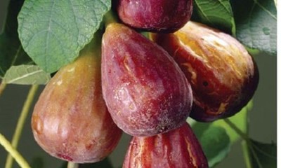 Brown Turkey Fig Tree - Live Plant - VERY Cold Hardy - Semi Dwarf