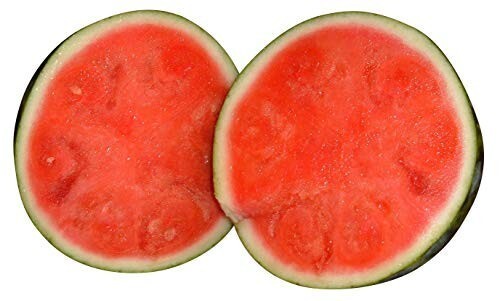 Wassermelone Sugar Baby SÃ¼ÃEs Fruchtfleisch Sehr Robuste Sorte  Melone 10 Samen