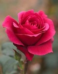 magenta-rose