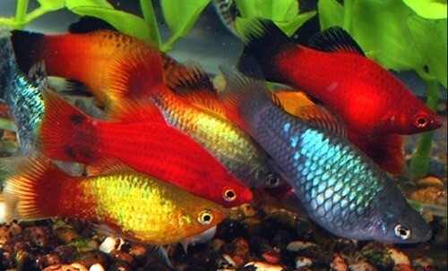 Tropical Fish, Fancy Goldfish, Pond Fish for sale