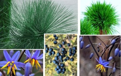 Ziergräser für den Balkon Garten Blumentopf blühend schnellwüchsig immergrün