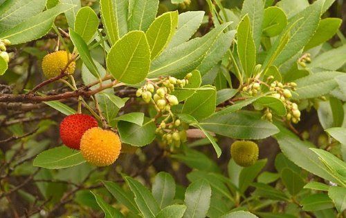 Erdbeerbaum - Arbutus Unedo - 10 Frische Samen (Winterhart)