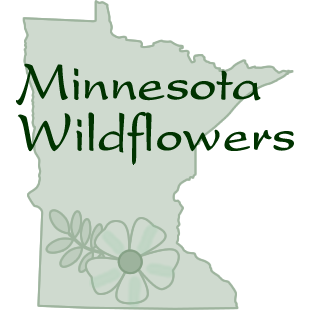 Minnesota Wildflowers Information