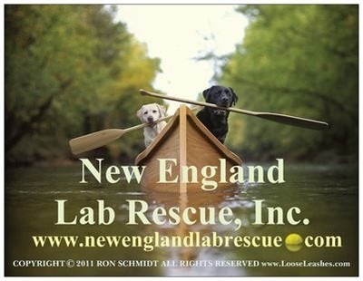 NEW ENGLAND LAB RESCUE, INC