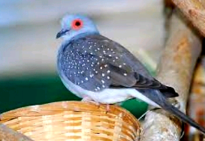 diamond doves male