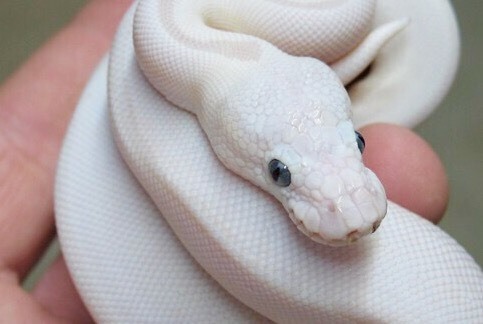 Blue Eyed Leucistic Royal Python (Super White Mojave Snake) | in ...