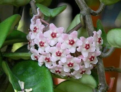 Easy-care Hoya (Hoya Carnosa 'Krinkle 8') | Plants | Gumtree Australia