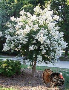 Established White Crepe Myrtle | Plants | Gumtree ...