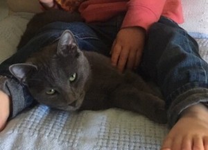Russian Blue cat | Cats & Kittens | Gumtree Australia Baw Baw Area