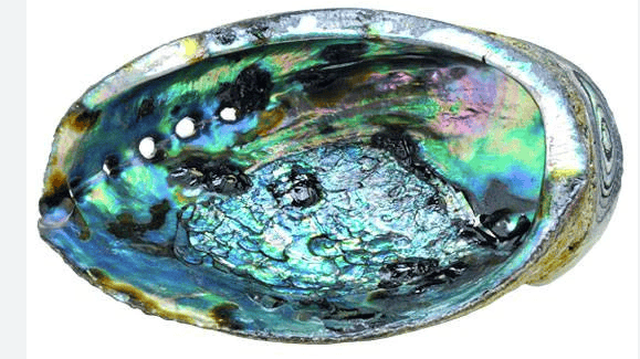 Abalone Shell Smudge Bowl For Sage Sticks, Incense, Crystal Displays 3 Sizes