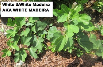 Fig tree "White & White Madeira" AKA "White Madeira"- 2 cuttings