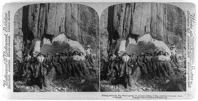 Cutting down the big trees - group of ax-men sitting in the undercu - Old Photo