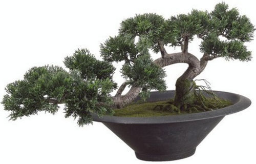 Bonsai-Bäume günstig kaufen | eBay