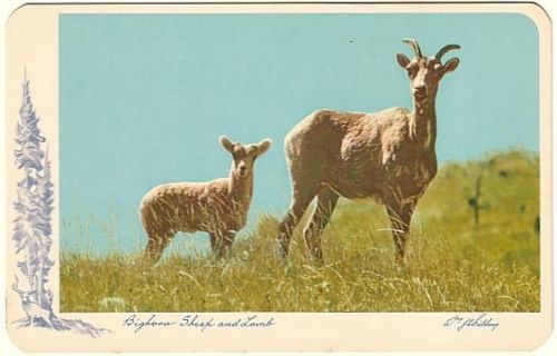 新品未開封 BELL'S YEAR OF THE SHEEP 12 years 新品未開封 BELL'S YEAR OF THE SHEEP 12 years Chinese Zodiac
