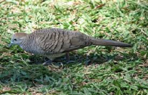 5 LBS WGF SORGHUM Food Plot Seed Forage For Deer Turkeys Doves Quail 30