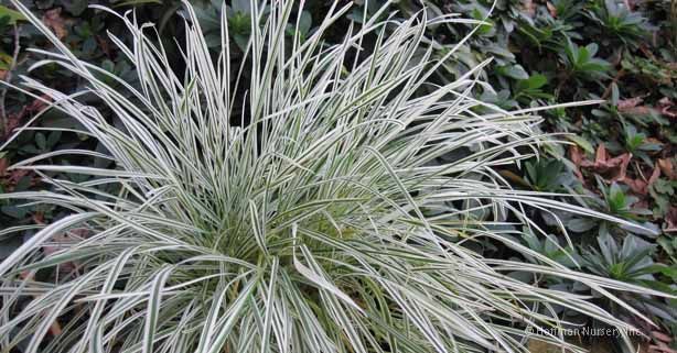 Variegated BULBOUS OAT GRASS plant Ornamental ARRHENATHERUM FREE PRIORITY SHIP