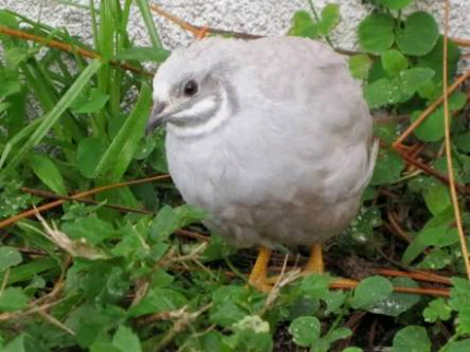 button quail | Birds | Gumtree Australia Free Local Classifieds