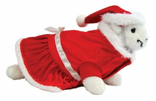 Articles rouges pour petit animal et rongeur