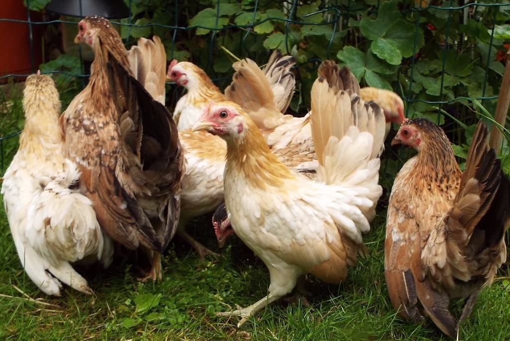 tiny little chicken hens | in Harborne, West Midlands | Gumtree