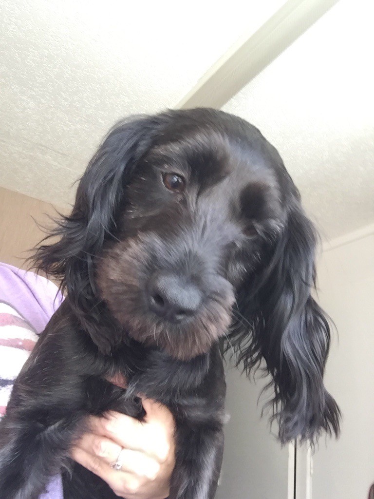 Cocker spaniel cross bedlington puppy in Redcar, North Yorkshire