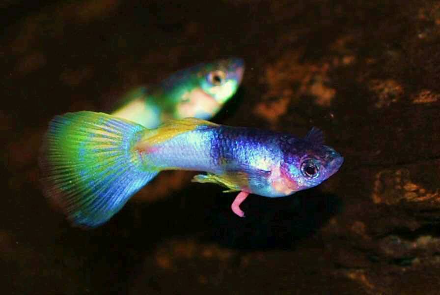 Rare Tropical Fish Pingu Guppies in Blackpool, Lancashire Gumtree